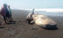 Paus Tutul 6 Meter Terdampar di Pantai Selatan Pasirian Lumajang