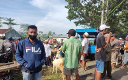 Pedagang Kambing di Lumajang Nekat Jualan Dipinggir Jalan