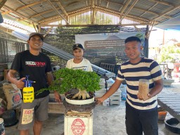 Dosen ITS Dampingi Petani Bonsai Sidorejo Lumajang