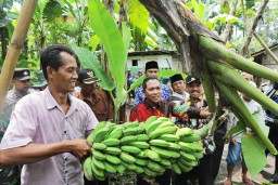 Pisang Pasak Kresek Ranuyoso Lumajang Bernilai Ekonomi Tinggi