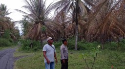 Ngeri, Ribuan Pohon Kelapa di Tempursari Lumajang Diserang Hama Ulat