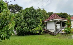 Pohon Kepel di Pendopo Arya Wiraraja Lumajang Tumbang