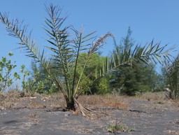 Pantai Mbah Drajid Lumajang Mulai Ditanami Pohon Kurma