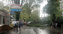 Pohon Peneduh di Swandak Lumajang Roboh Timpa Mobil Parkir