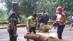 Aparat Bersama Warga evakuasi Pohon Tumbang di Jalur Piket Nol