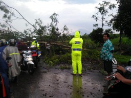 Angin Puting Beliung Ngamuk di Lumajang Sebabkan Pohon Tumbang