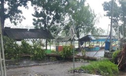 Lalin Lumajang - Jember Macet Disebabkan Pohon Tumbang