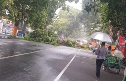 Hujan Disertai Angin Sebabkan Pohon Tumbang di Utara RS Haryoto