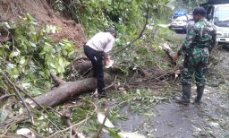 Polisi bersama Tentara Ikut Evakuasi Pohon Tumbang di Piket Nol