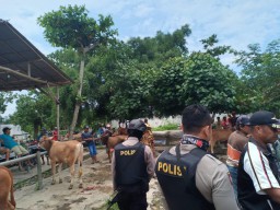 Polisi Mengendus Transaksi Jual Sapi Curian di Pasar Krai - Yosowilanggun