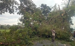 Angin Puting Beliung Porak Porandakan Pohon di Boreng Lumajang