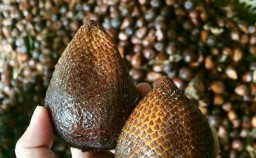 Salak Pondoh Pronojiwo Banyak di Minati Pasar Luar Kota Lumajang