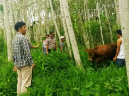 Sapi Limosin Curian Warga Selok Awar-awar Ditemukan di Kebun Sengon