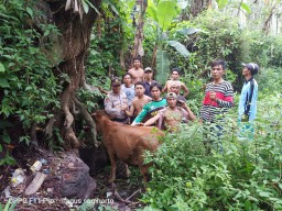 Inilah Motif Maling Sapi Wilayah Lumajang Selatan