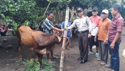 Sapi Warga Condro Dicuri Maling Ditemukan di Bago Pasirian