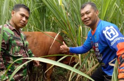 Anjing Pelacak Belum Tiba, Sapi Warga Kalibendo Ditemukan di Kebun Tebu Bago