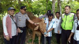 Hebat..! Satgas Keamanan Desa Jatigono dan Kunir Kidul Berhasl Gagalkan Aksi Maling Sapi