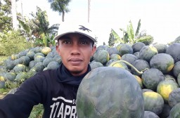 Merah dan Manis, Petani Semangka Wotgalih Lumajang Mulai Panen Raya