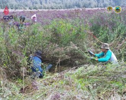 TNBTS Bersihkan Tumbuhan Verbena brasiliensis di Kumbolo Lumajang