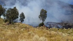 Petugas Gabungan Padamkan Karthula di Kawasan TNBTS Ranupani Lumajang