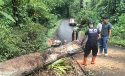 Hujan Deras Membuat Pohon Tumbang ke Jalur Ranu Pane