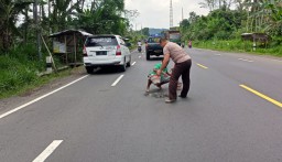 Polisi Jadi Tukang Tambal Jalan Dadakan di Klakah Lumajang