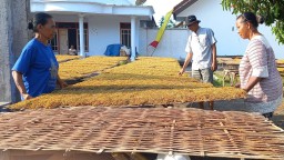 Cuaca El Nino Untungkan Petani Tembakau di Lumajang