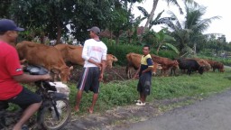 Banjir Makin Besar, Warga Evakuasi Hewan Ternak Dipinggir Jalan