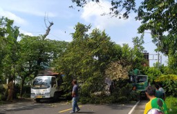 Truk Kontainer Nyangkut di Pohon Lalulintas di Ranuyoso Lumajang Macet