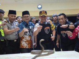 Waduh..! Ketemu Ular Cobra Beneran Kapolres Lumajang Takut ke Patuk