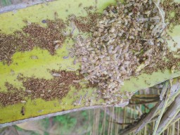 Hama Kelapa di Tempursari Lumajang Dikenal Artona Atau Ulat Bulu Api