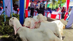 Seru.! Vaksin Covid di Ranuyoso Lumajang Dapat Kambing