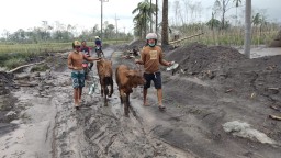 Warga Ungsikan Sapi Selamat dari Amukan Semeru