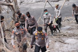 11 Anjing Pelacak Percepat Pencarian Korban APG Semeru di Lumajang