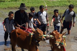 Yuk..! Belajar Membajak Sawah di Wisata Edukasi Alas Semeru