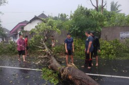 Tertimpa Pohon Tumbang di Banjarwaru Lumajang Satu Pemotor Meninggal