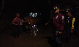 Banjir Datang, Warga Rowokangkung Lumajang Ungsikan Sapinya