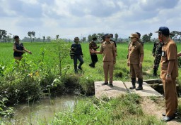 Lahan Pertanian di Blukon Lumajang Diserang Hama Wereng dan Keong Mas