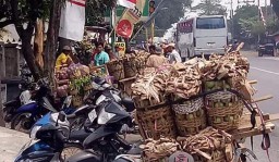 Hemm..! Lumajang Utara Mulai Panen Buah Cipok