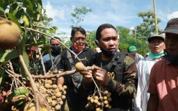 Cak Thoriq Panen Perdana Buah Kelengkeng Asli Jokarto Lumajang