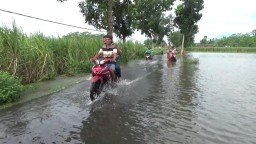 Ratusan Hektar Lahan Pertanian Terendam Luapan Sungai Tandak Lumajang