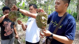 Durian Mentega Semeru di Kertosari Lumajang Rasanya Bikin Nagihin