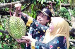 Hemm..! Yuk Hadiri Kontes dan Bazar Durian di KWT Lumajang