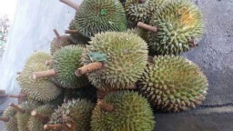 Panen Raya Durian Tempursari Lumajang Pertengahan Bulan Februari