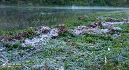 Keren..! Bunga Es Berkilauan Muncul di Desa Wisata Ranupani Lumajang