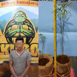 Cocok Tanam Ganja di Pot Bunga, Warga Jambekumbu Lumajang Diringkus