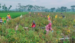 Petani Kedugrejo Lumajang Gelar Gerakan Belanja Sayuran di Lahan