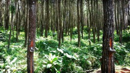 Perhutani Lumajang Genjot Produksi Getah Pinus dan Damaran