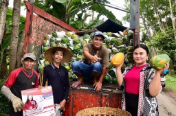 Wow..! Lumajang Juga Jadi Penghasil Pepaya Thailand Kualitas Super