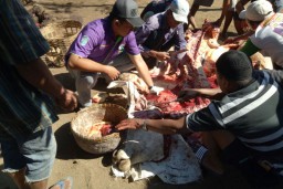 Terbanyak! Kecamatan Ranuyoso Sembelih Hewan Kurban 4 Ribu Ekor